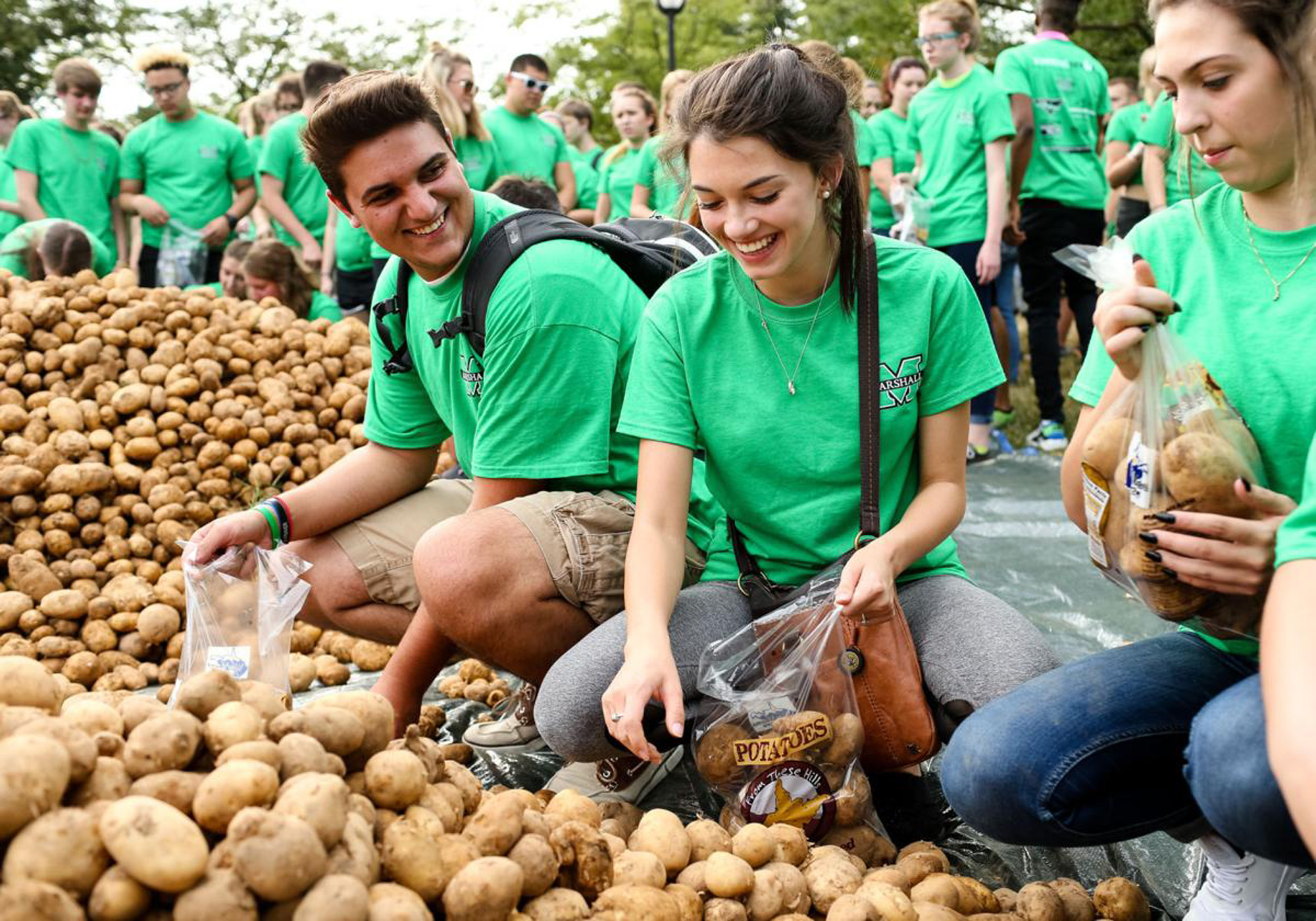Students bagging potatoes.
